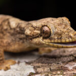 Gecko (Thecadactylus solimoensis). (Foto: Diego Pérez Romero)