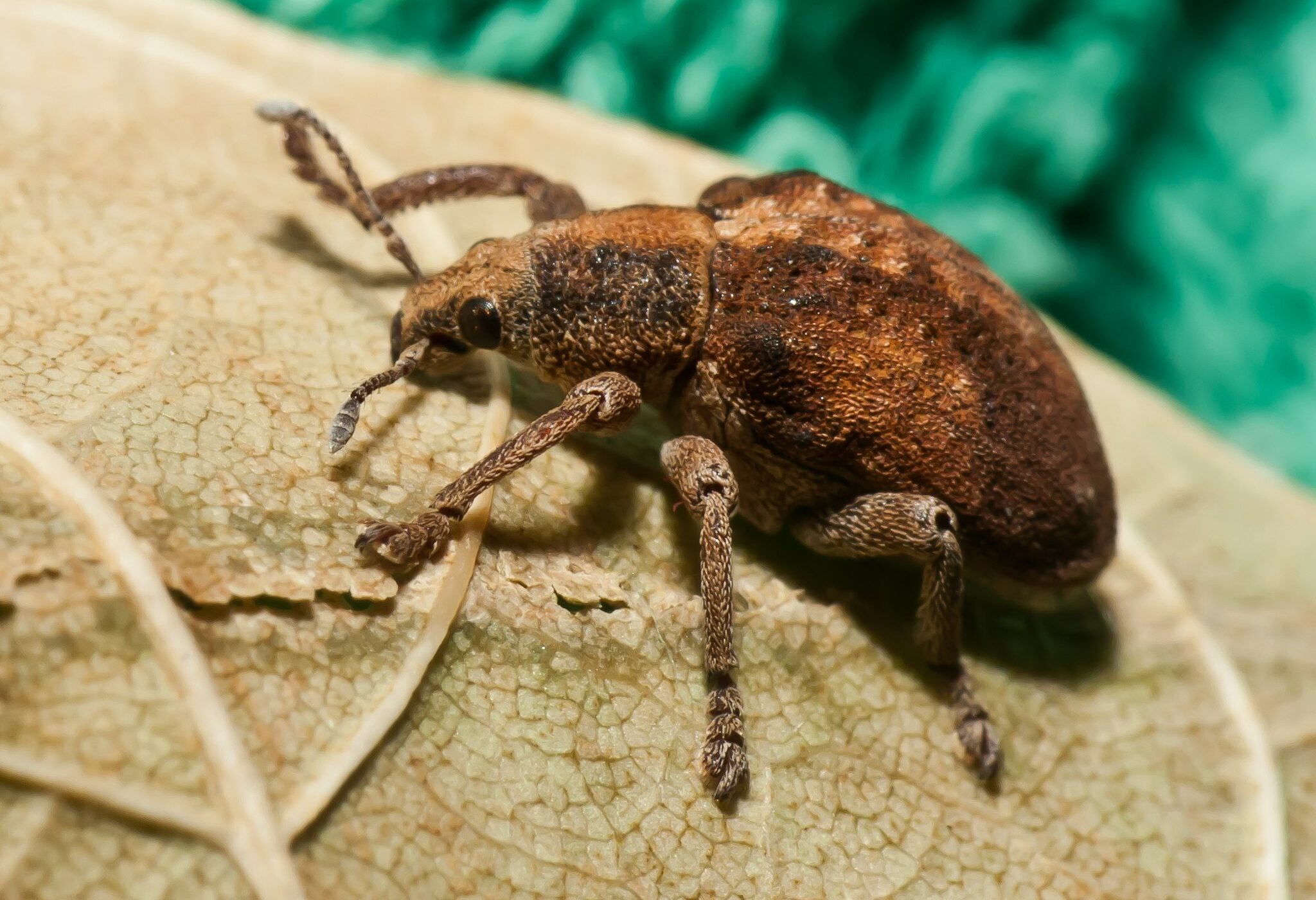 Casi 600 especies de insectos han sido introducidas a Chile en los últimos 500 años