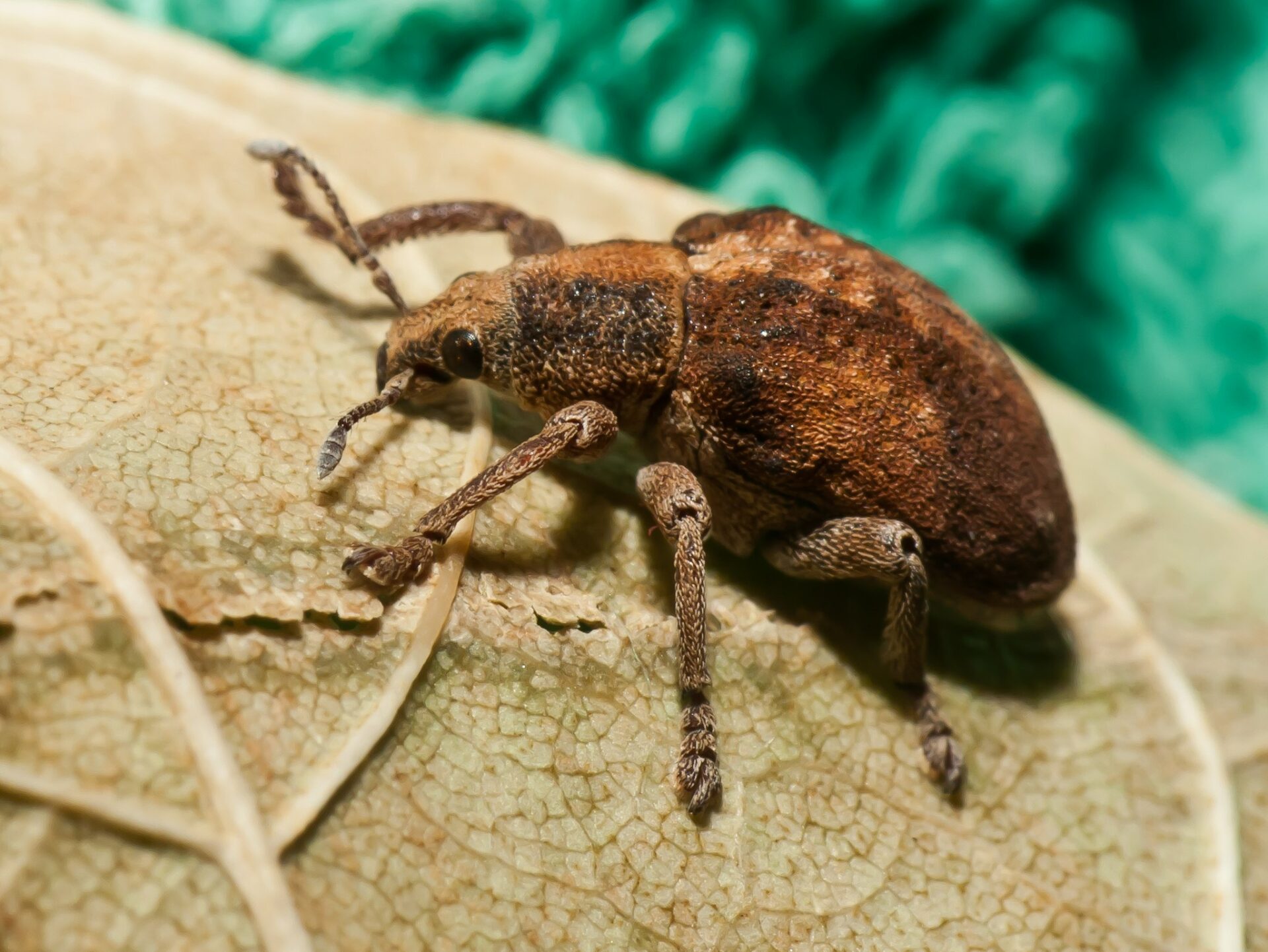 Casi 600 especies de insectos han sido introducidas a Chile en los últimos 500 años