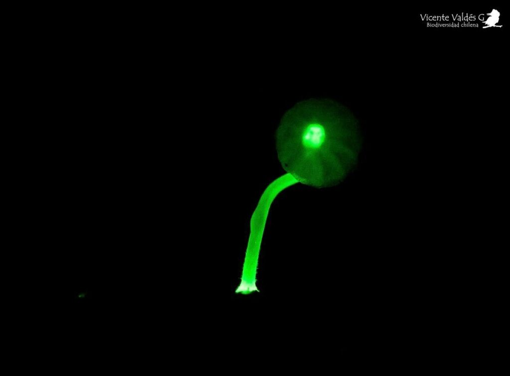 Primera especie de hongo bioluminiscente en Chile, fotografiado por Vicente Valdés.