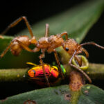 Hormiga cazadora y escarabajo pelotero. (Foto: Diego Pérez Romero)
