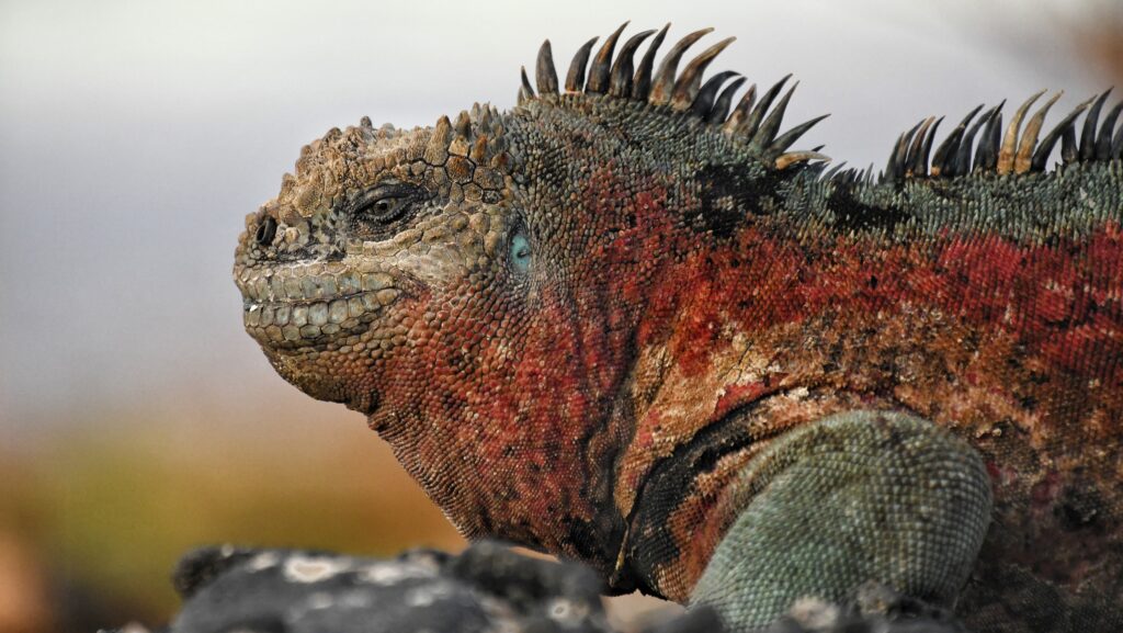 Imagen de fauna en Galápagos. Por Luis Burgueño.