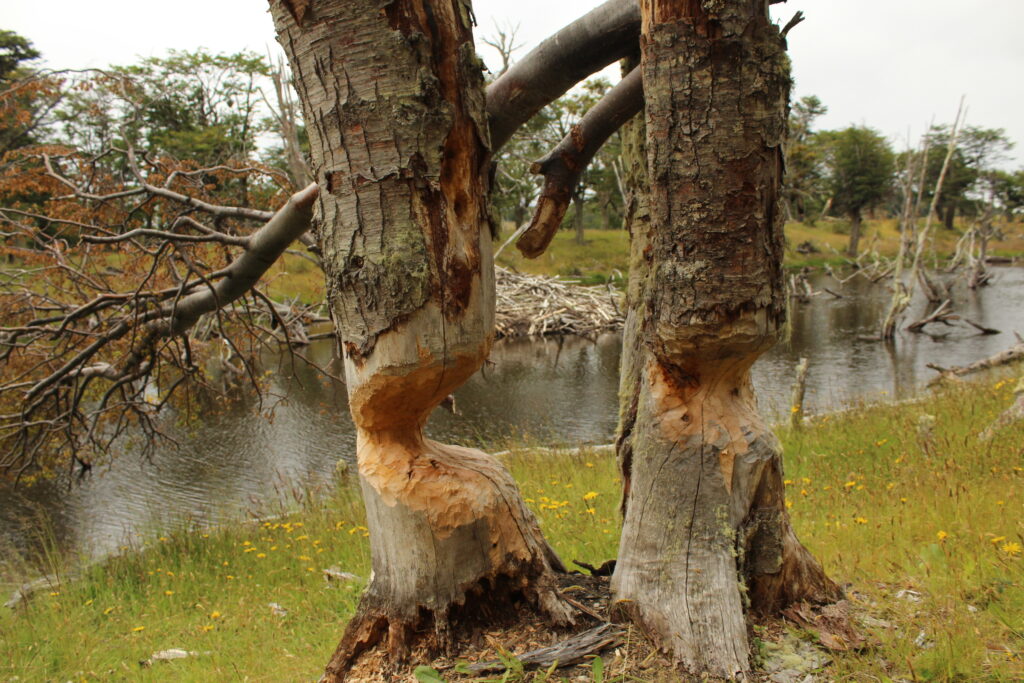 El impacto del castor en la fauna nativa. 