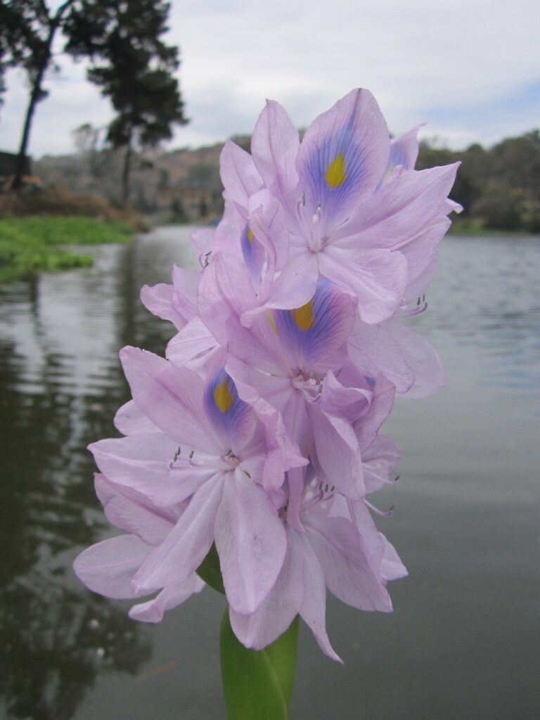 Jacinto de agua común (Eichhornia crassipes). Gentileza de Instituto de Ecología y Biodiversidad. Especie introducida.