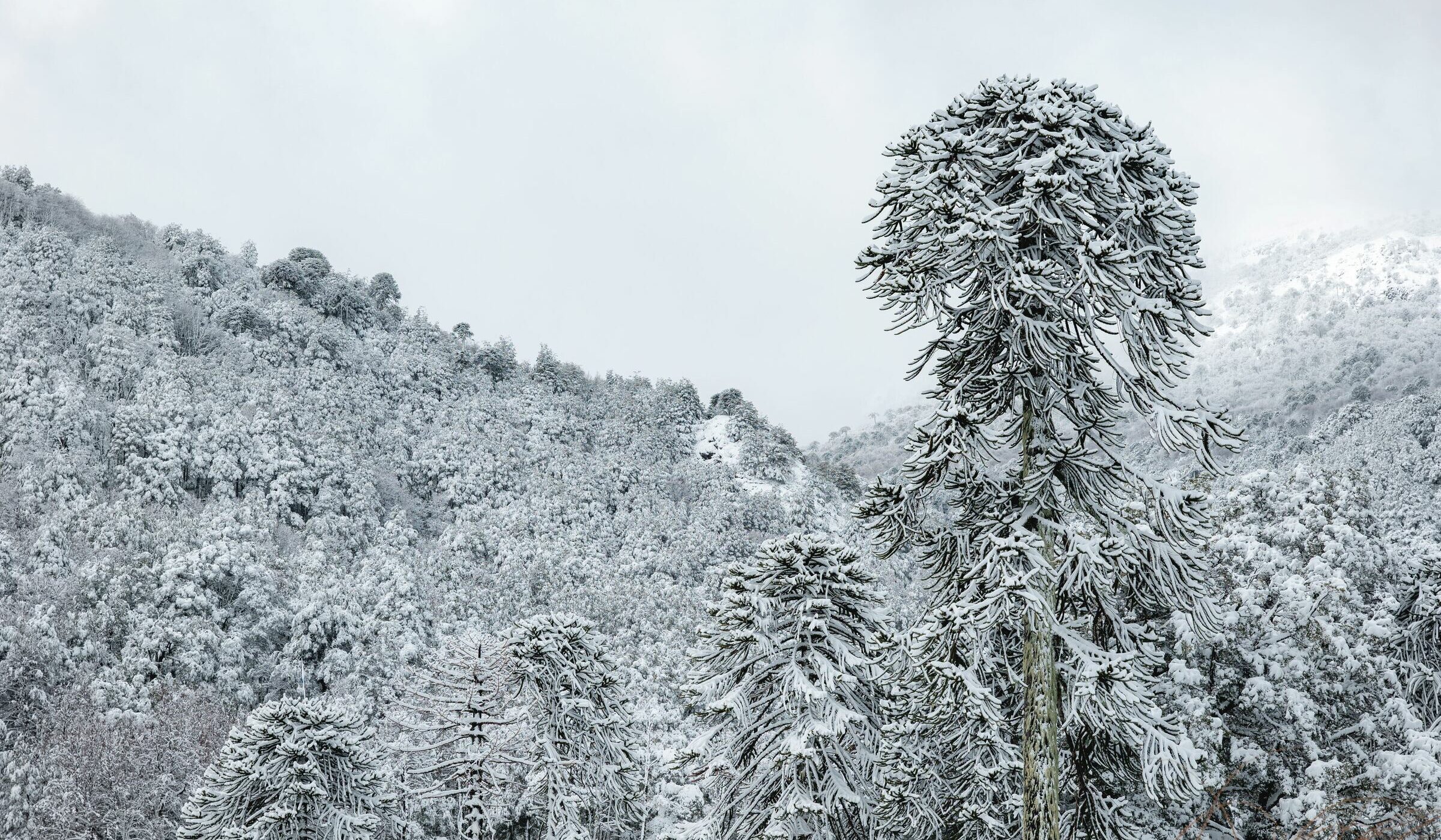 La nieve se toma Malalcahuello: Bellas imágenes ha dejado el último sistema frontal en la Araucanía
