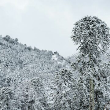 La nieve se toma Malalcahuello: Bellas imágenes ha dejado el último sistema frontal en la Araucanía