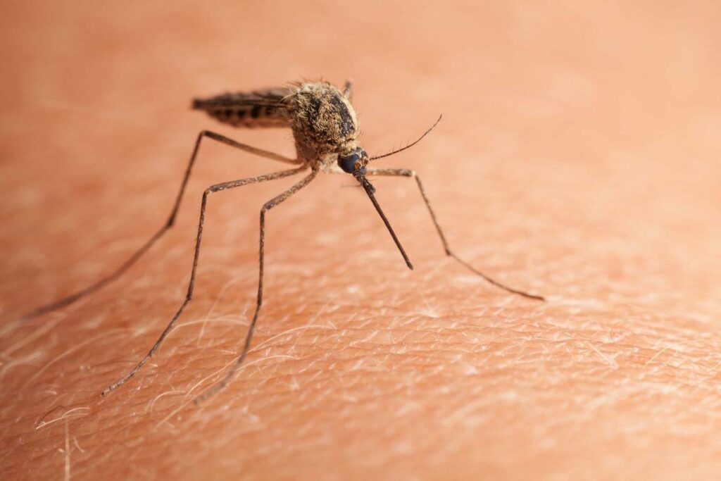 Mosquito común (Culex pipiens)