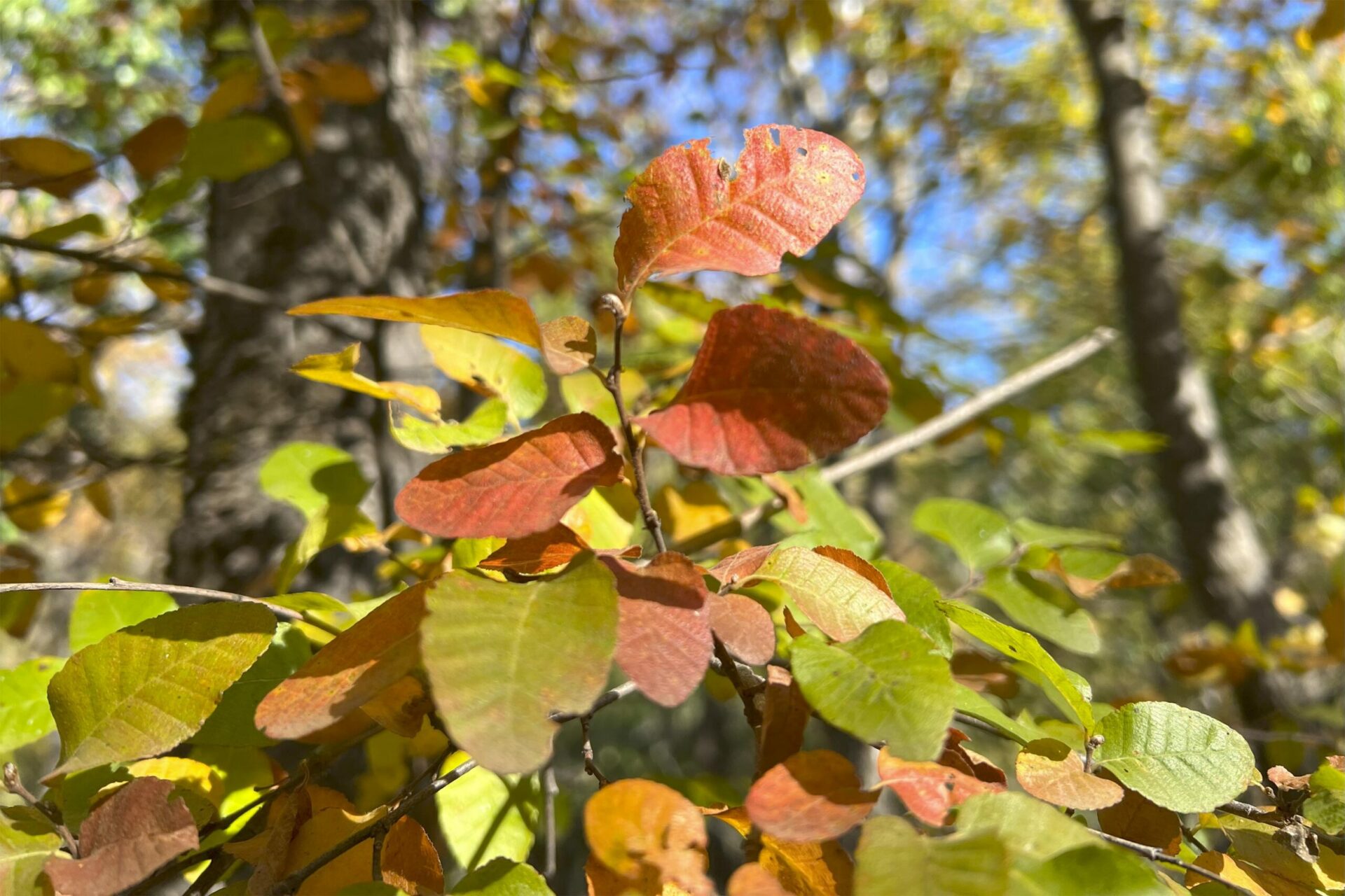 Proyecto internacional busca rescatar las tres especies de Nothofagus amenazadas en Sudamérica: sólo existen en Chile