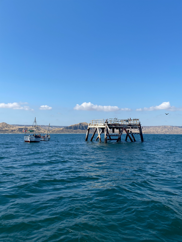 La plataforma petrolera MX-1, que dejó de funcionar en 2011, se ha convertido en un lugar de descanso para aves costeras y oceánicas, leones marinos, delfines y mantarrayas (Imagen: Chelonia Dive Center)
