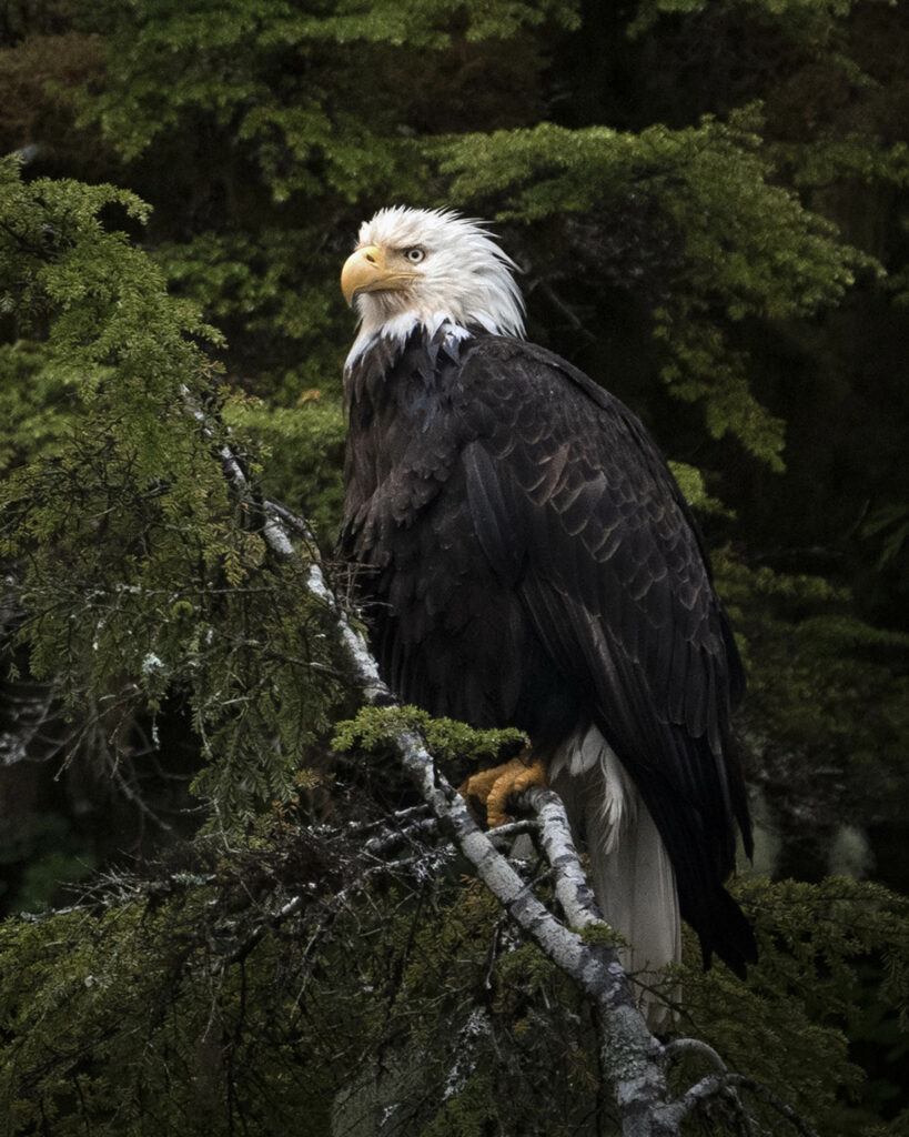 Great Bear Rainforest. Créditos Franco Elgueta