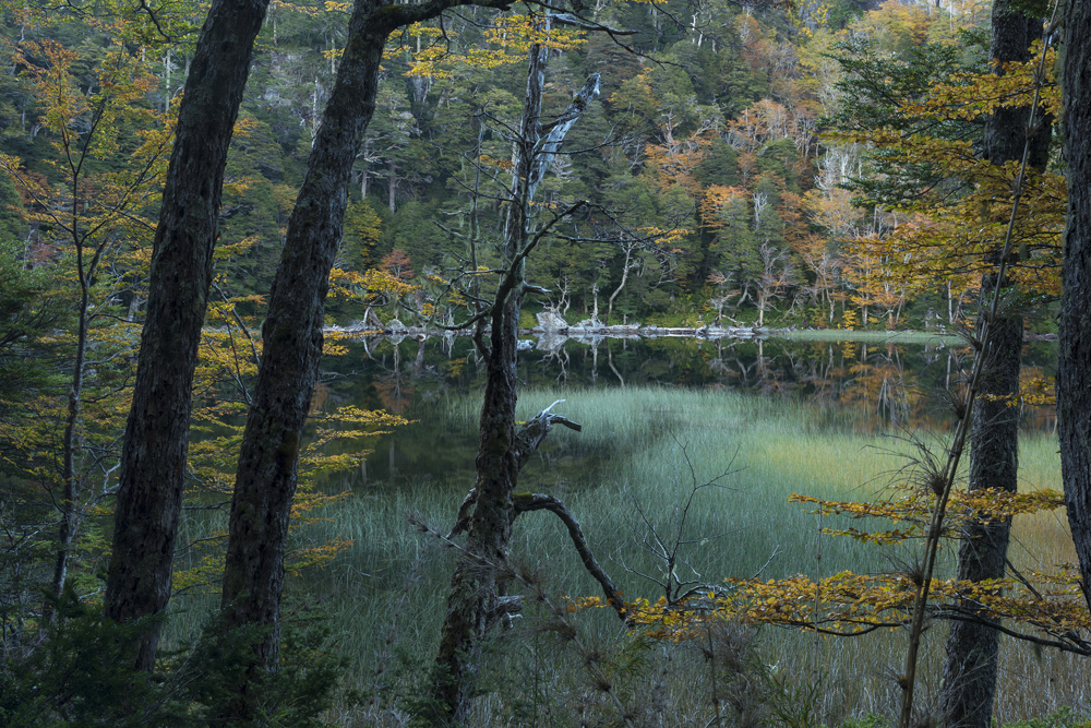 Parque Nacional Huerquehue. / Augusto- Dominguez.