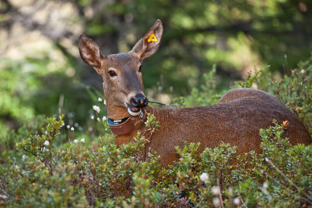 Huemul marcado. (Foto: Peter and Beverly Pickford Wildlife Photography)