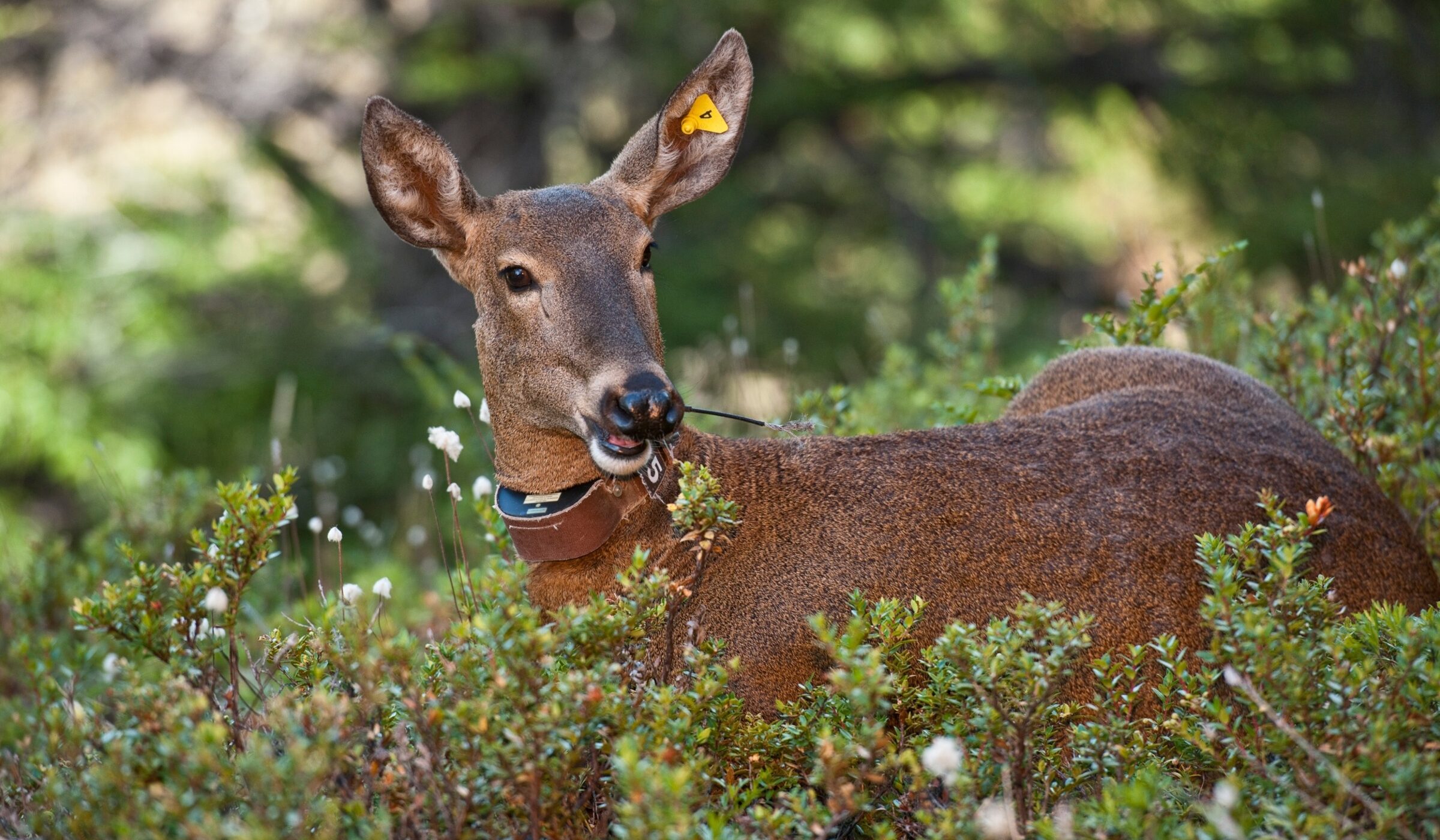Collares rastreadores en fauna nativa: ¿cuáles son los pros y contras de esta práctica? 