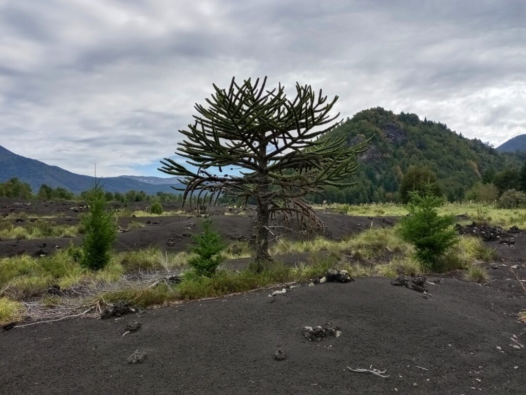 Pinos alrededor de una araucaria en el Parque Nacional Conguillio. Gentileza de Instituto de Ecología y Biodiversidad. 