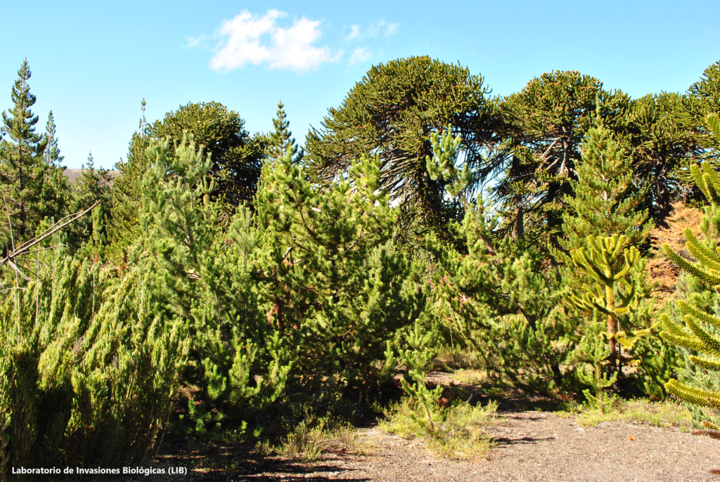 Pinos alrededor de una araucaria en el Parque Nacional Conguillio. Gentileza de Instituto de Ecología y Biodiversidad. 