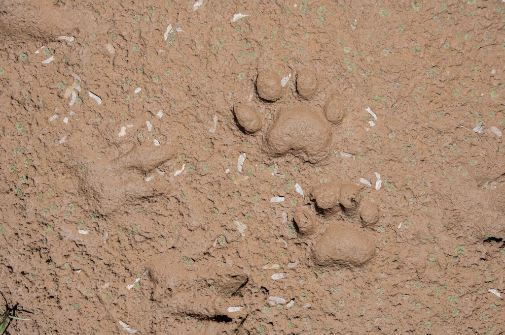 Una huella de jaguar indica un nuevo avistamiento en la región del Chaco. Los jaguares son grandes caminantes, y pueden cubrir áreas de 5 a 500 kilómetros cuadrados sin encontrar competencia, pero se están quedando sin corredores en Argentina (Imagen: Miranda Volpe / Fundación Rewilding Argentina).