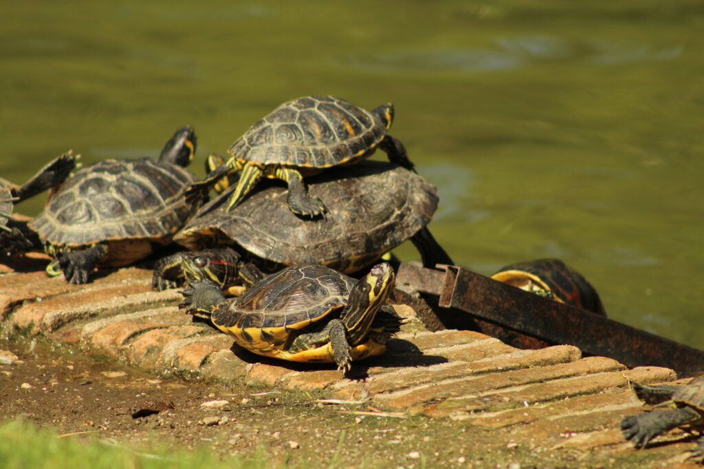 Tortuga de Orejas Rojas (Trachemys scripta). Ha sido introducidad por su popularidad como mascota. Gentileza de Instituto de Ecología y Biodiversidad. 