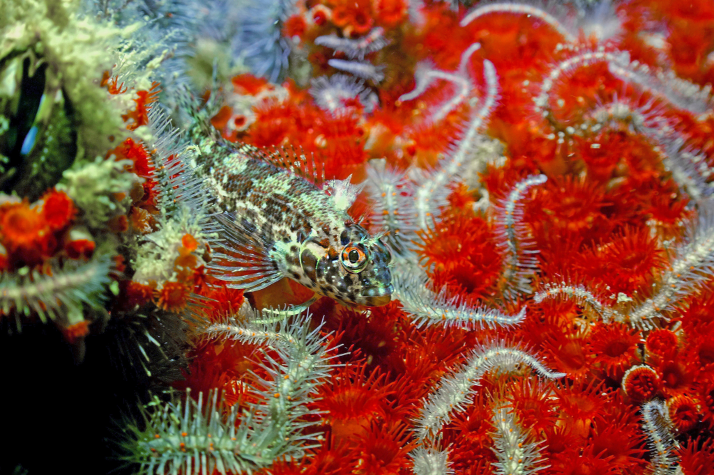 Un pez blénido entre un manto de anémonas coloniales y frágiles brazos de estrella de mar. La plataforma MX-1 se ha convertido en un foco de biodiversidad marina. (Imagen: Yuri Hooker)