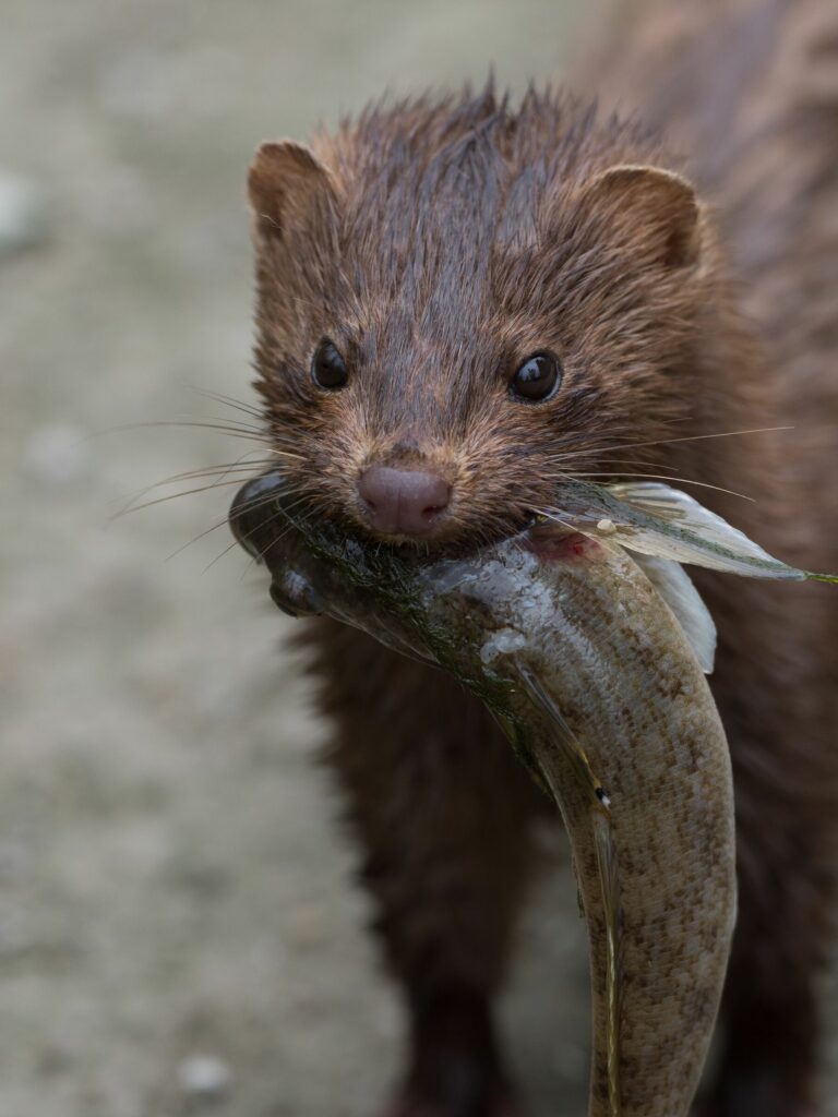 Visón, especie invasora. Gentileza de Instituto de Ecología y Biodiversidad. 