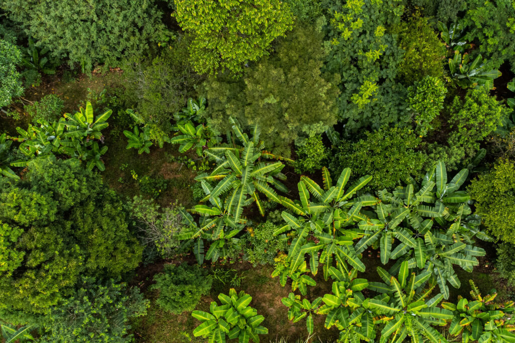 vista aérea de plátanos en un bosque de Nazaré Paulista. Créditos: Lucas Ninno. 