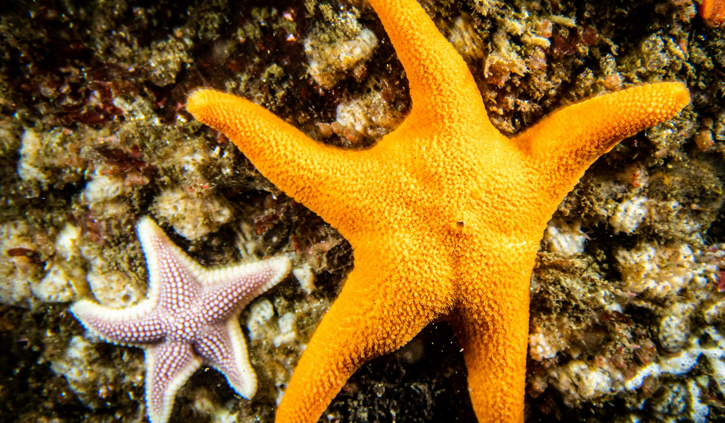 Más que solo bonitas: las curiosidades de las estrellas de mar en Chile