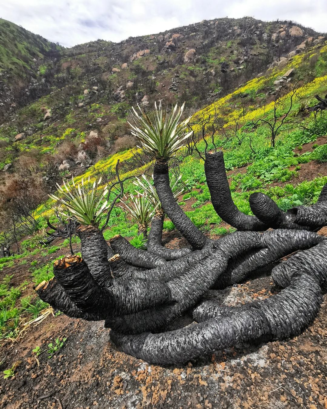 ¡Buenas noticias! A meses de los incendios, renacen los chaguales en el cerro la Higuera, Región de Valparaíso