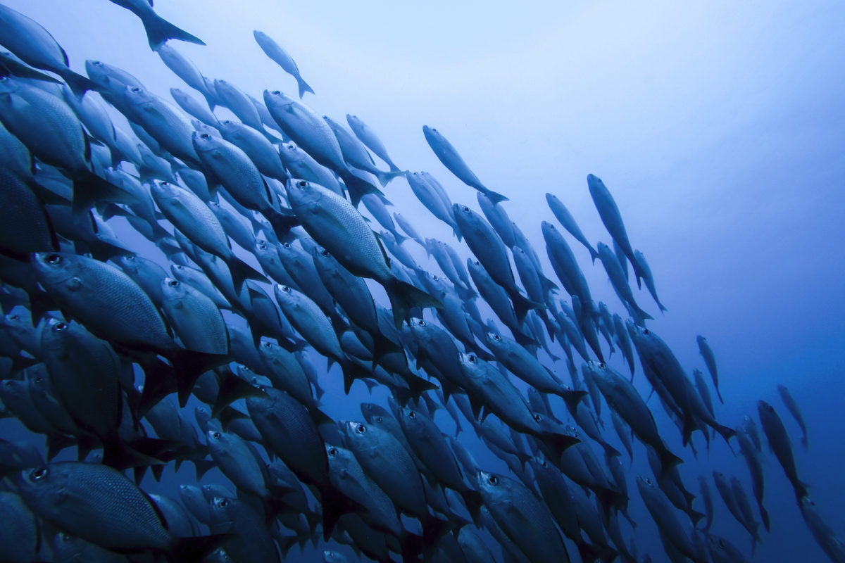 La Conferencia Internacional sobre el Océano concluye con un tratado sobre Alta Mar a punto de entrar en vigor