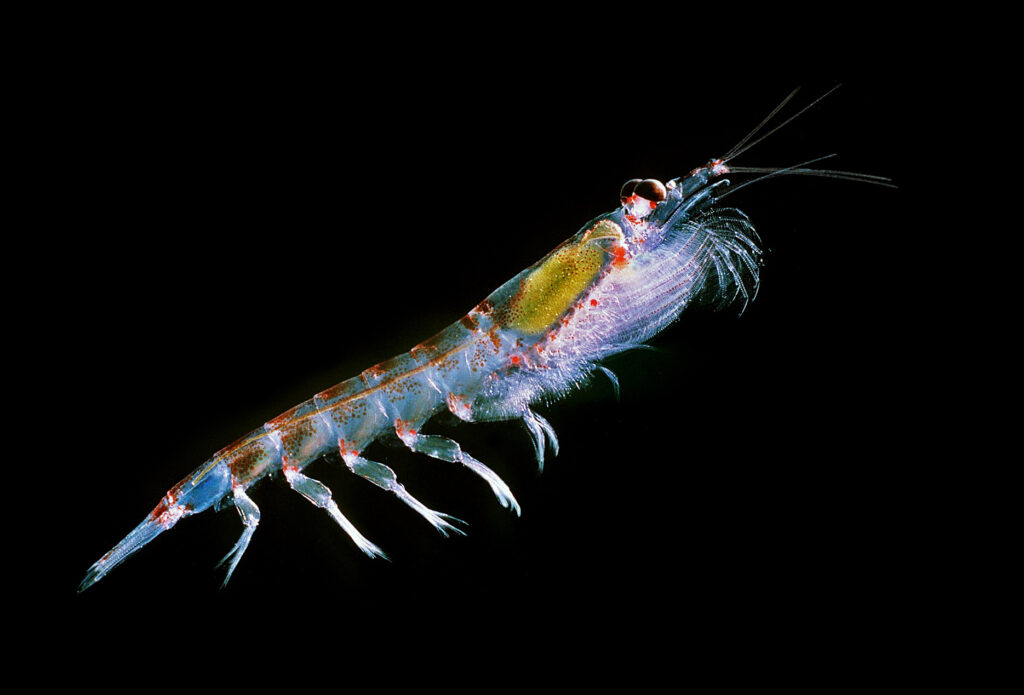 krill antártico