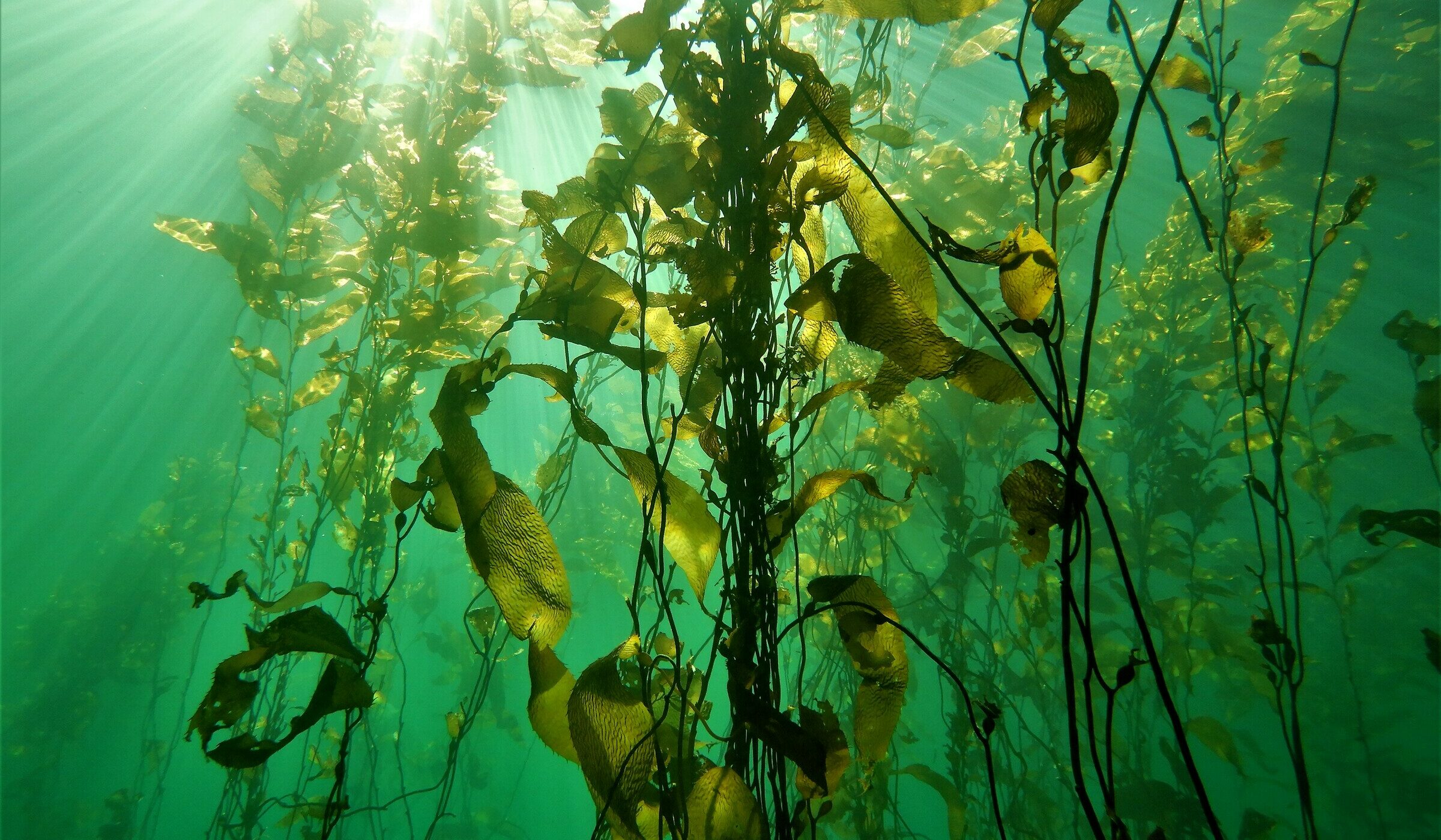 Un llamado desde el fin del mundo: la protección de los bosques submarinos une a Chile y Argentina