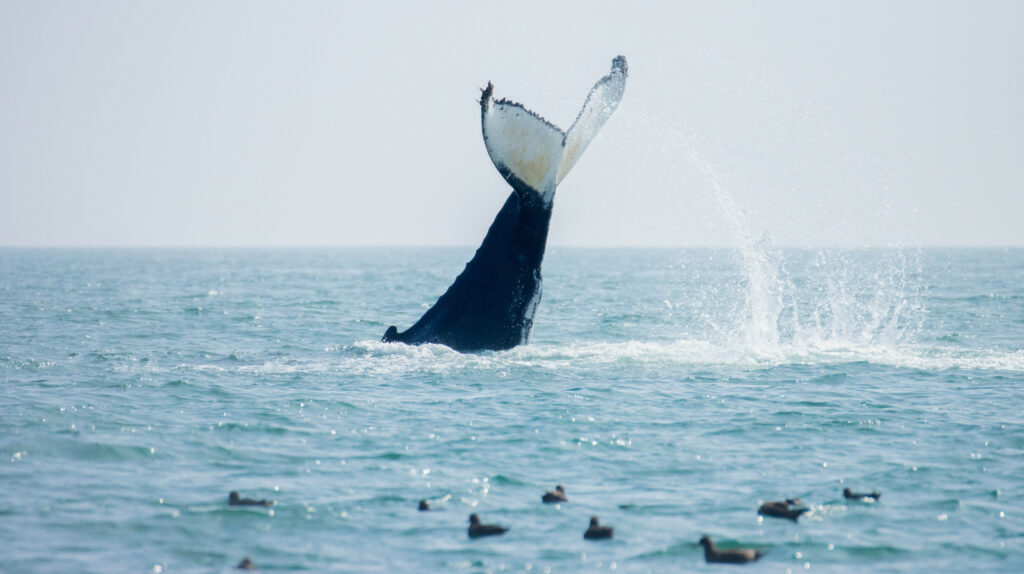 ballena viva playa flamenco.