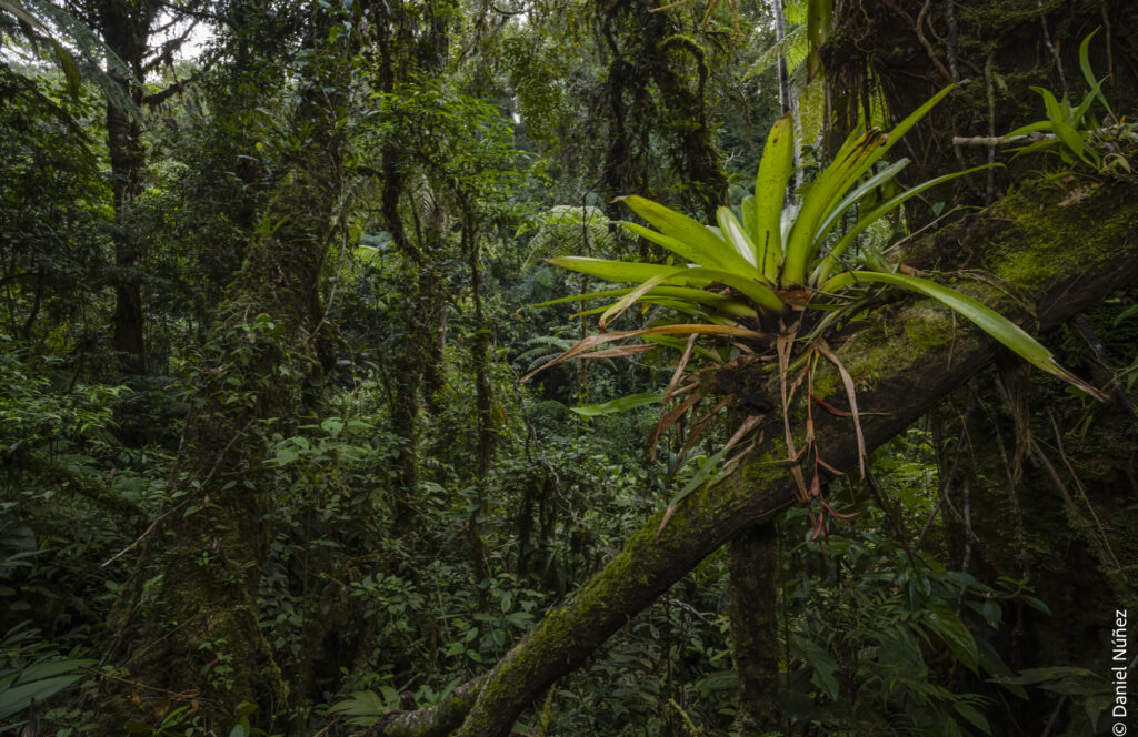 vegetación bosque nuboso guatemala.