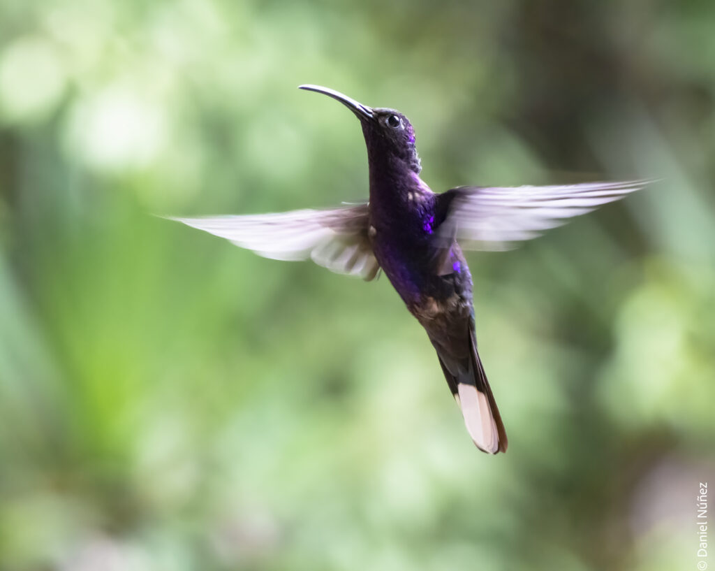 aves bosque nuboso guatemala.