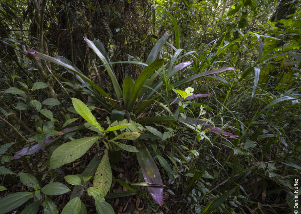 vegetación bosque nuboso guatemala.