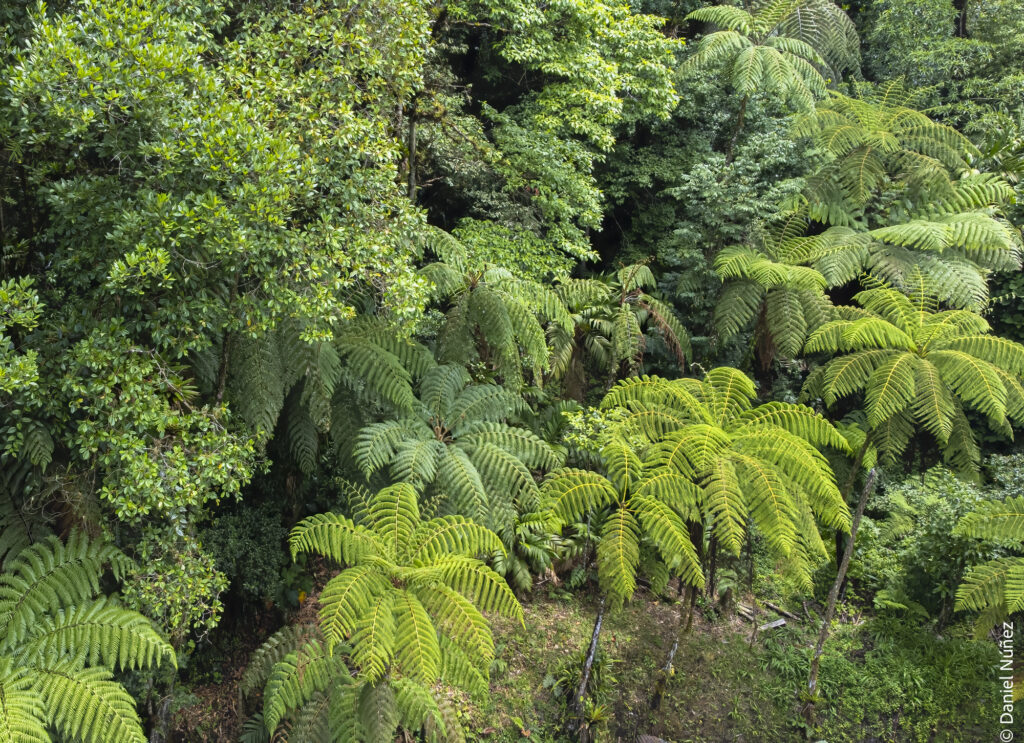 vegetación bosque nuboso guatemala.