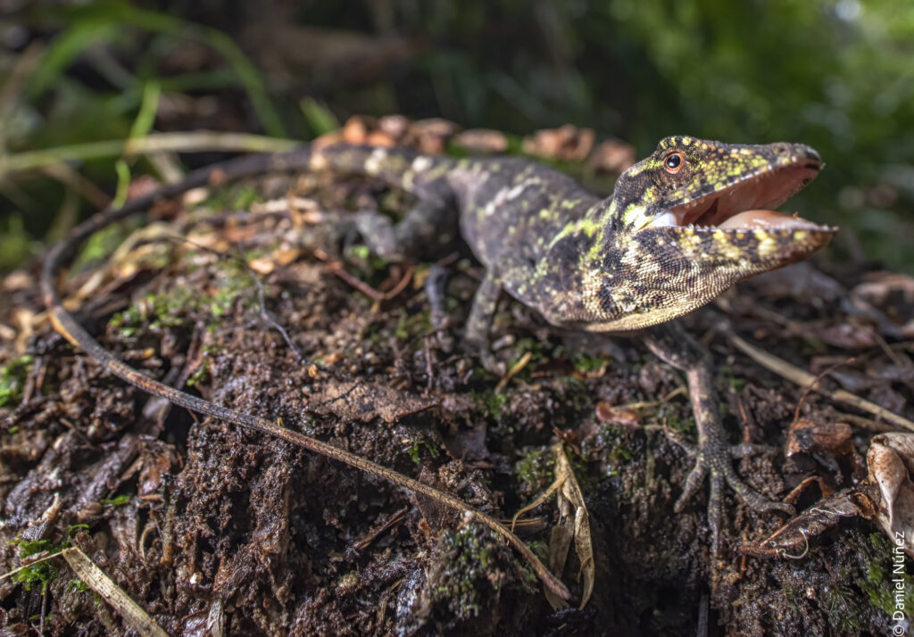 fauna bosque nuboso guatemala.