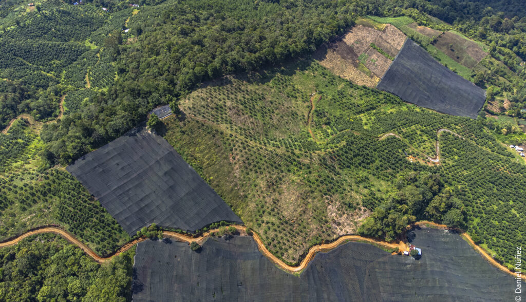 plantaciones de leather leaf bosque nuboso guatemala.