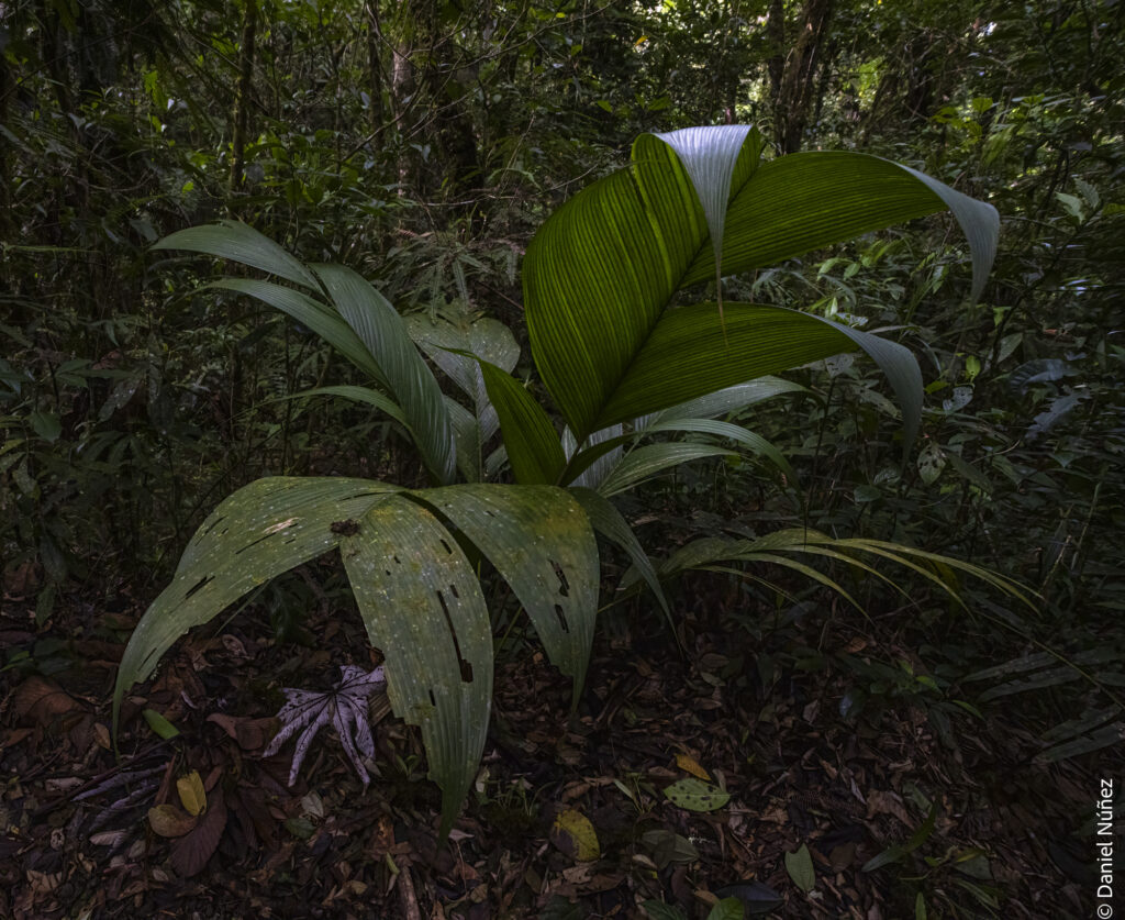 vegetación bosque nuboso guatemala.