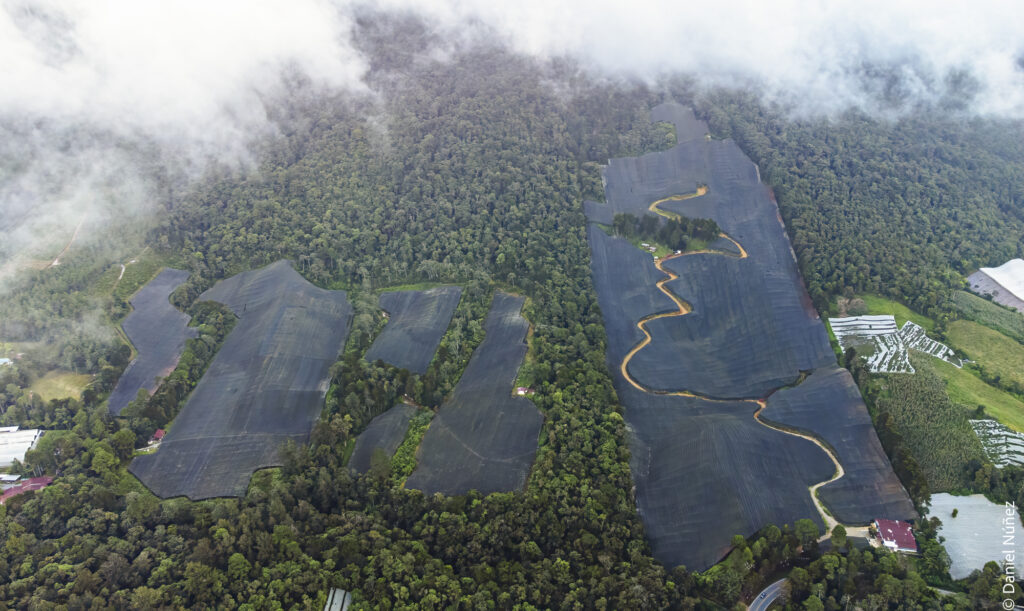 plantaciones de leather leaf bosque nuboso guatemala.