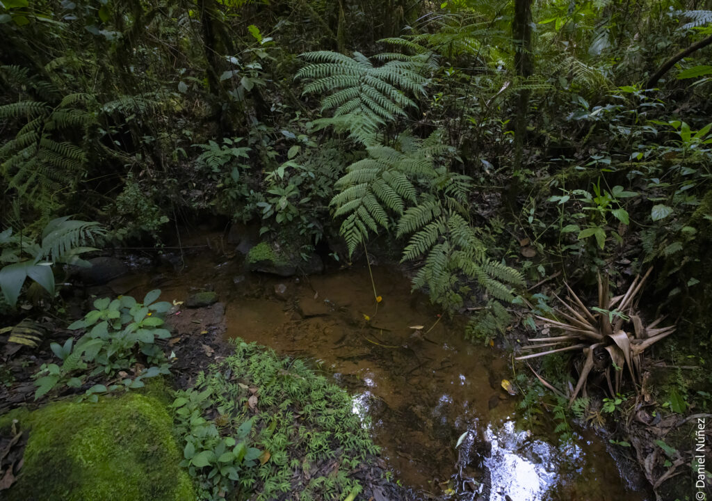 bosque nuboso guatemala.