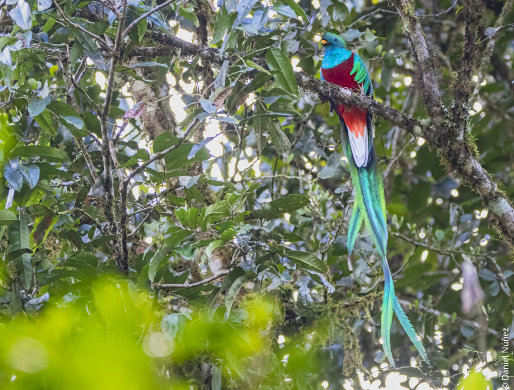 aves bosque nuboso guatemala.