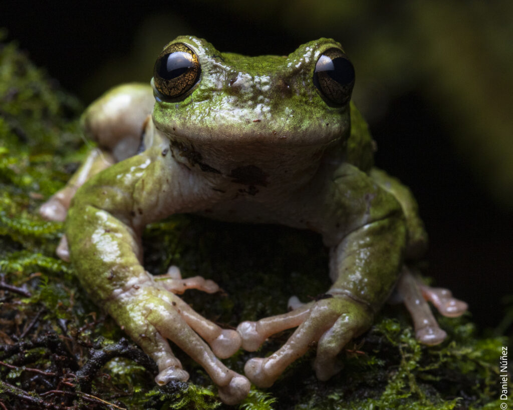 fauna bosque nuboso guatemala.