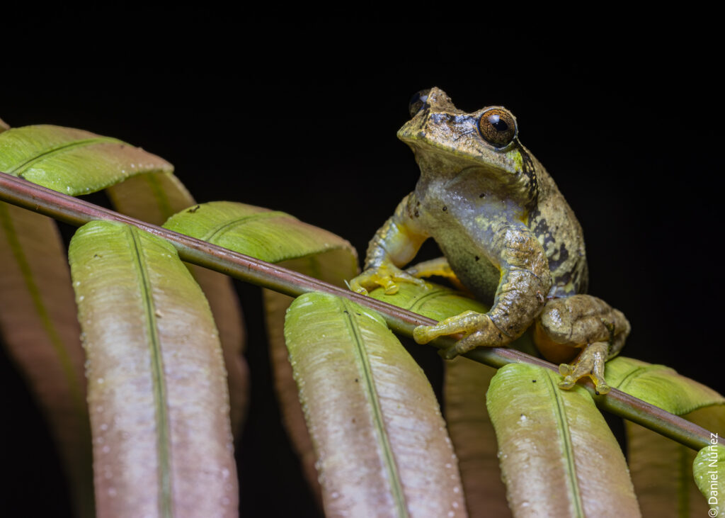 fauna bosque nuboso guatemala.