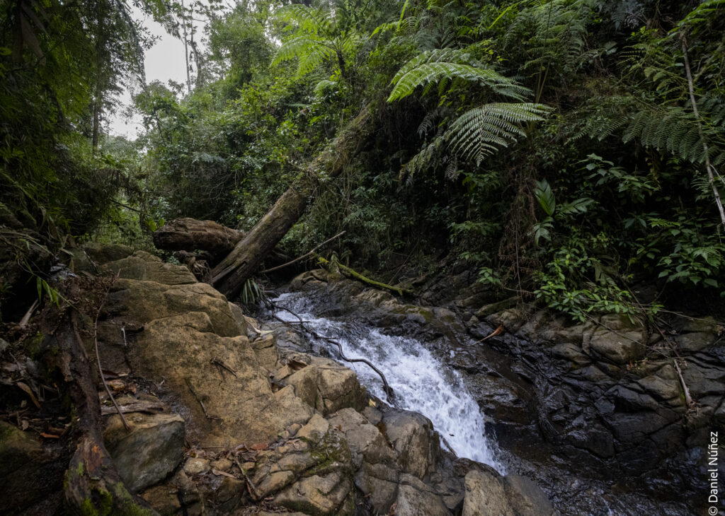 bosque nuboso guatemala.