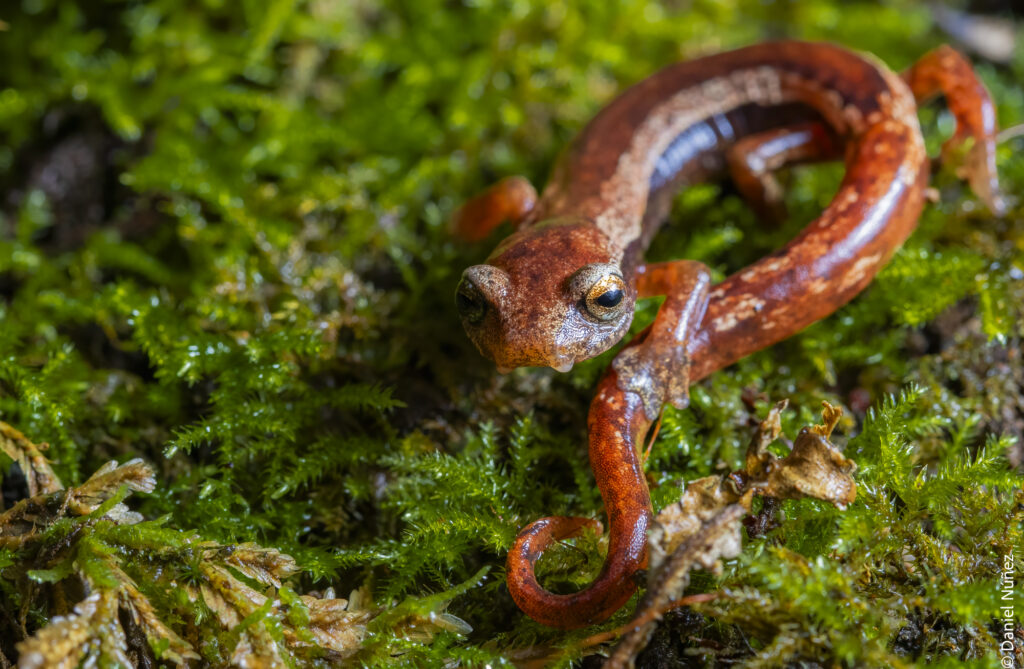 fauna bosque nuboso guatemala.