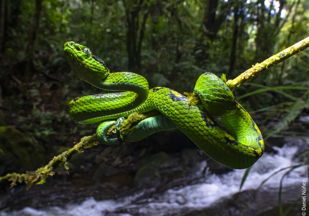 fauna bosque nuboso guatemala.