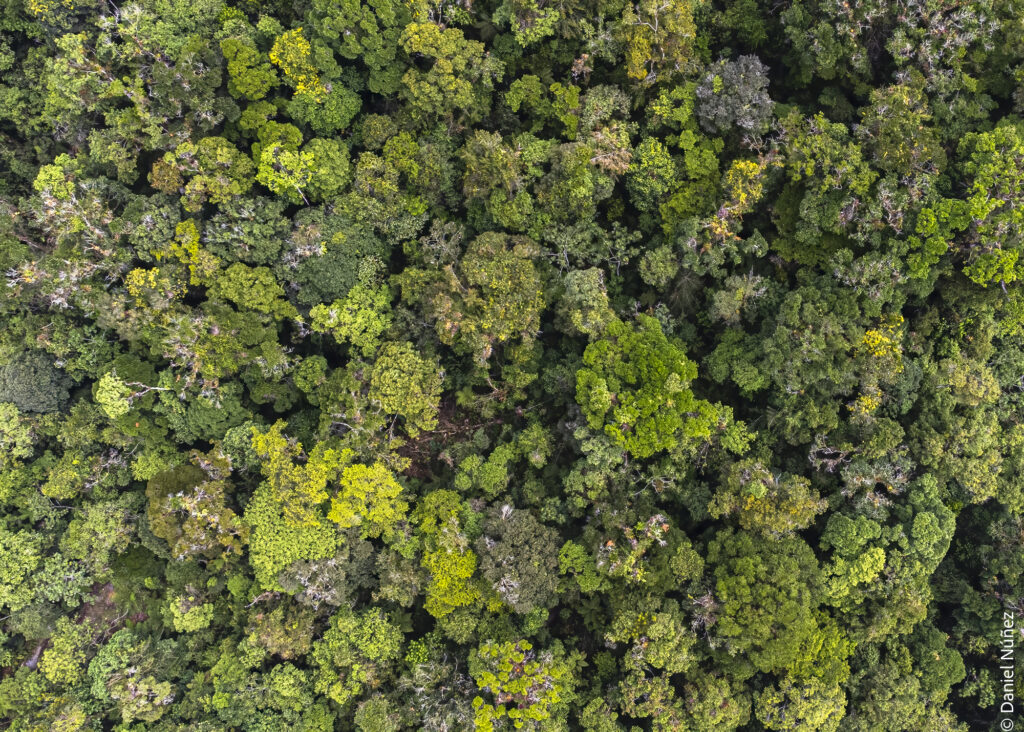 bosque nuboso guatemala.