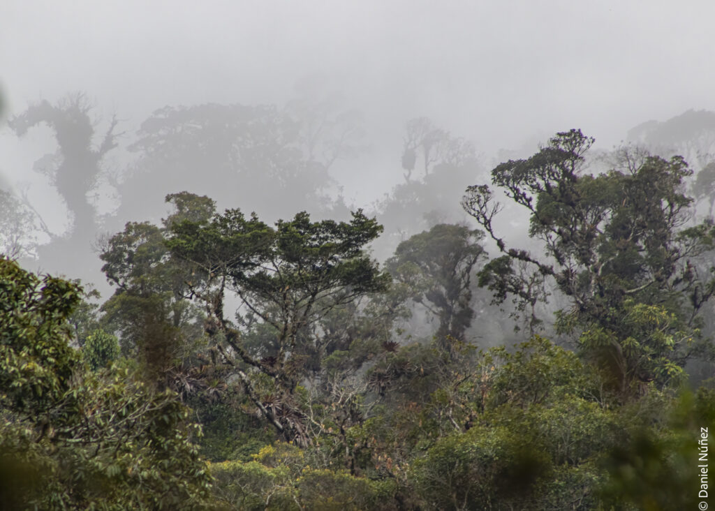 encinos bosque nuboso guatemala.