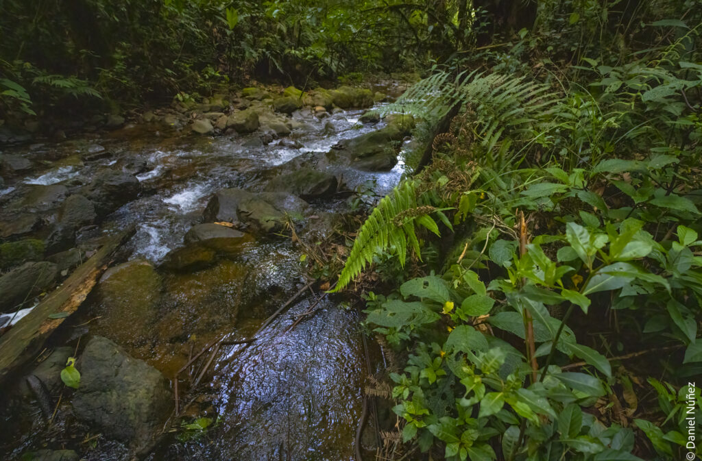 vegetación bosque nuboso guatemala.