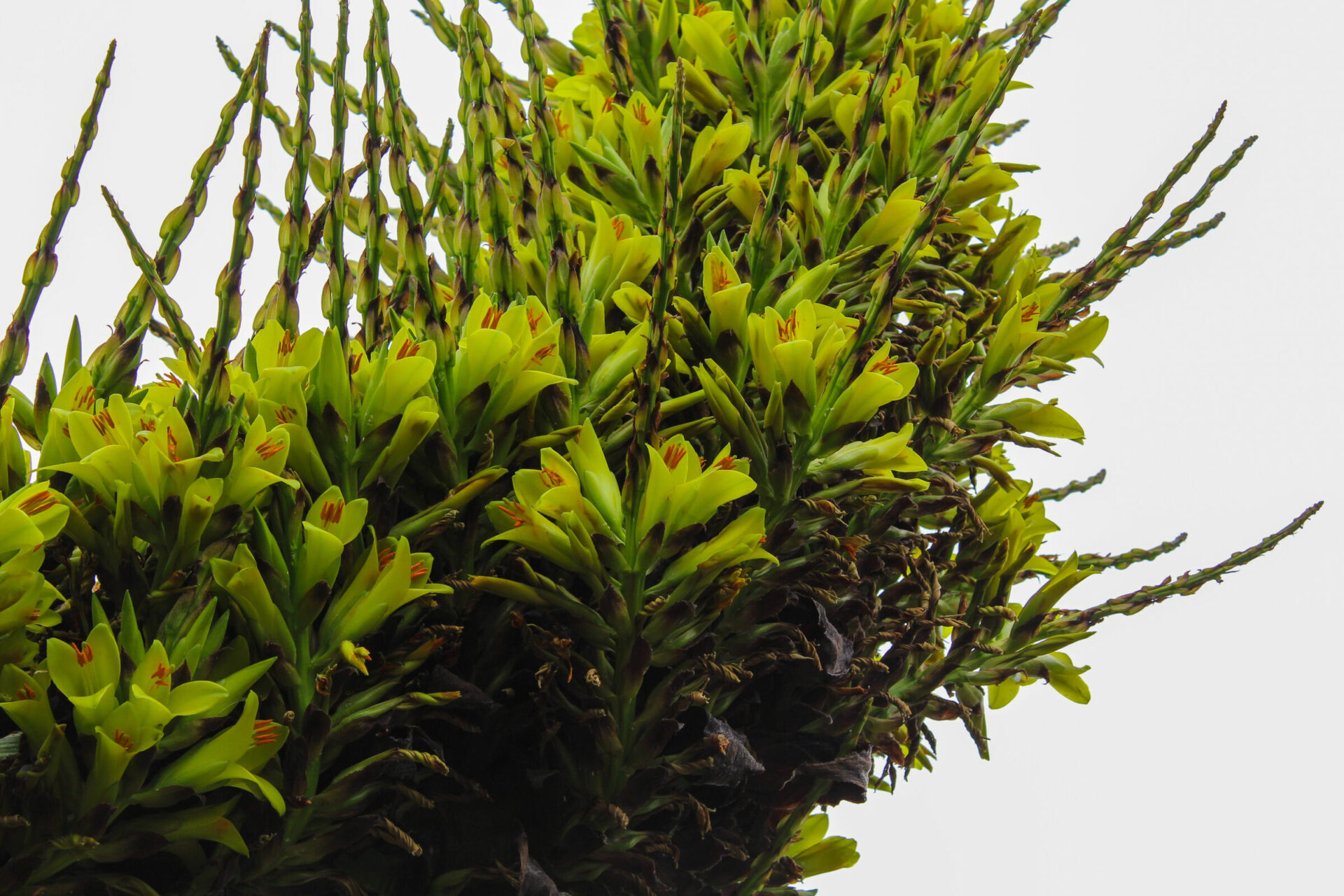 Uso de flora nativa en la decoración de espacios: ¿hasta dónde las tradiciones pueden poner en jaque a las especies?