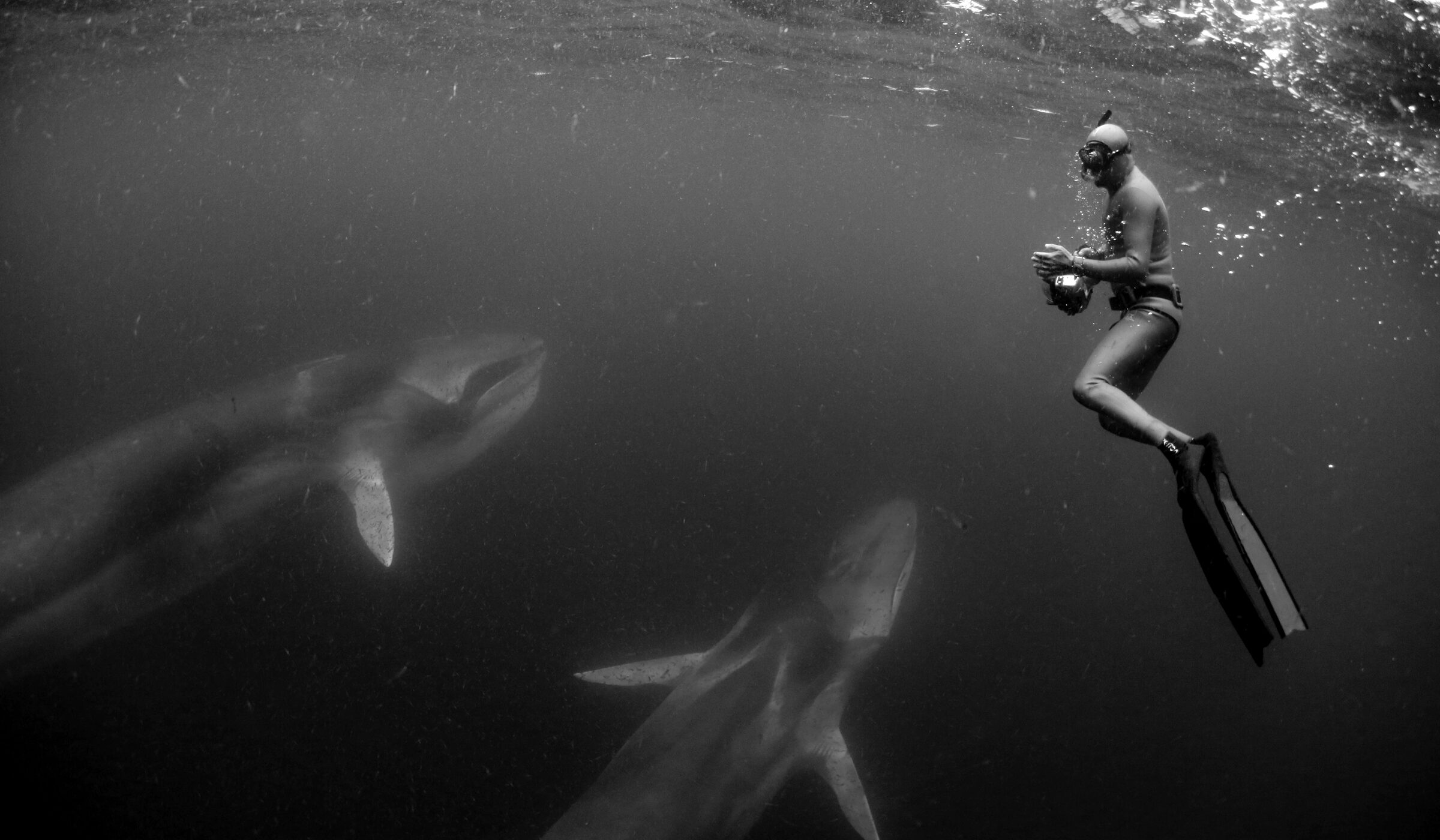 “Nuestro mar”: Un vistazo a la inédita exposición que reúne a 13 fotógrafos de océano en Zapallar
